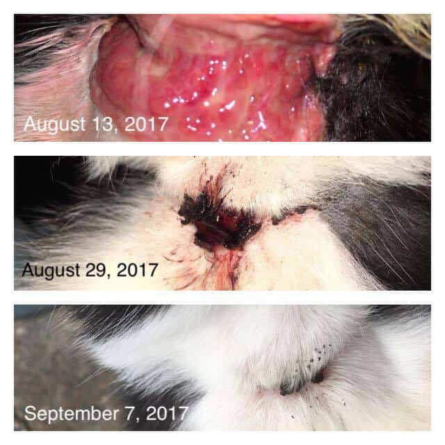 Treat Cat Ear Yeast Infections, Kitten Ringworm, Cat Fight Bite with Banixx