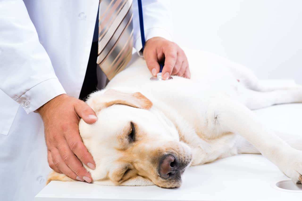 What Can I Give My Dog For Pain Relief? Banixx