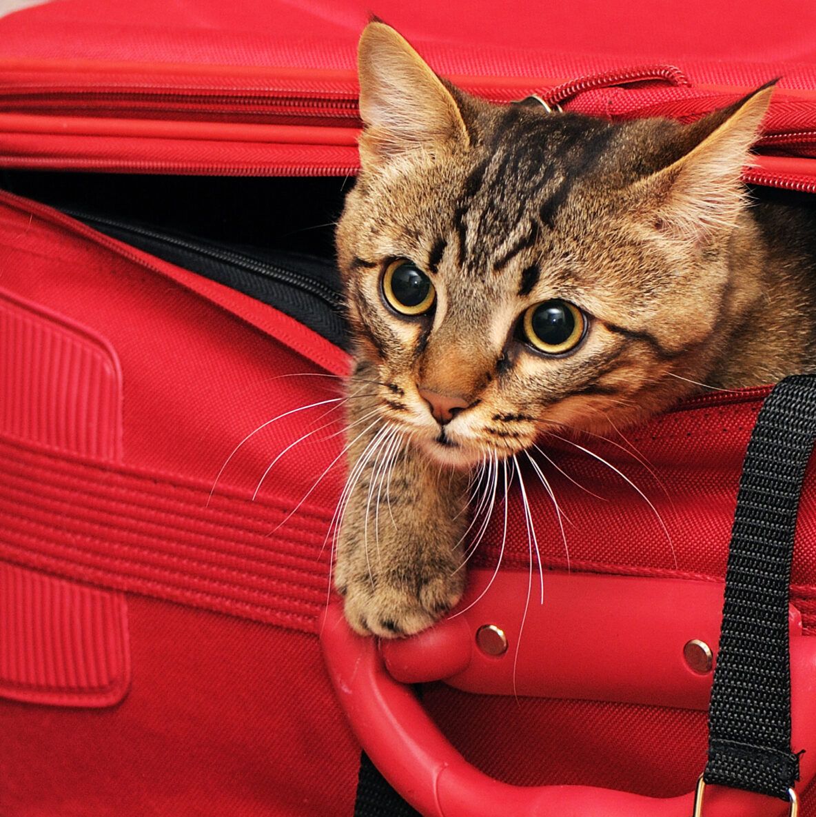 travel on plane with cat